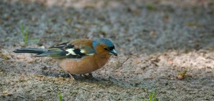 A chaffinch bird is foraging for food on the forest ground, showcasing its vibrant feathers.